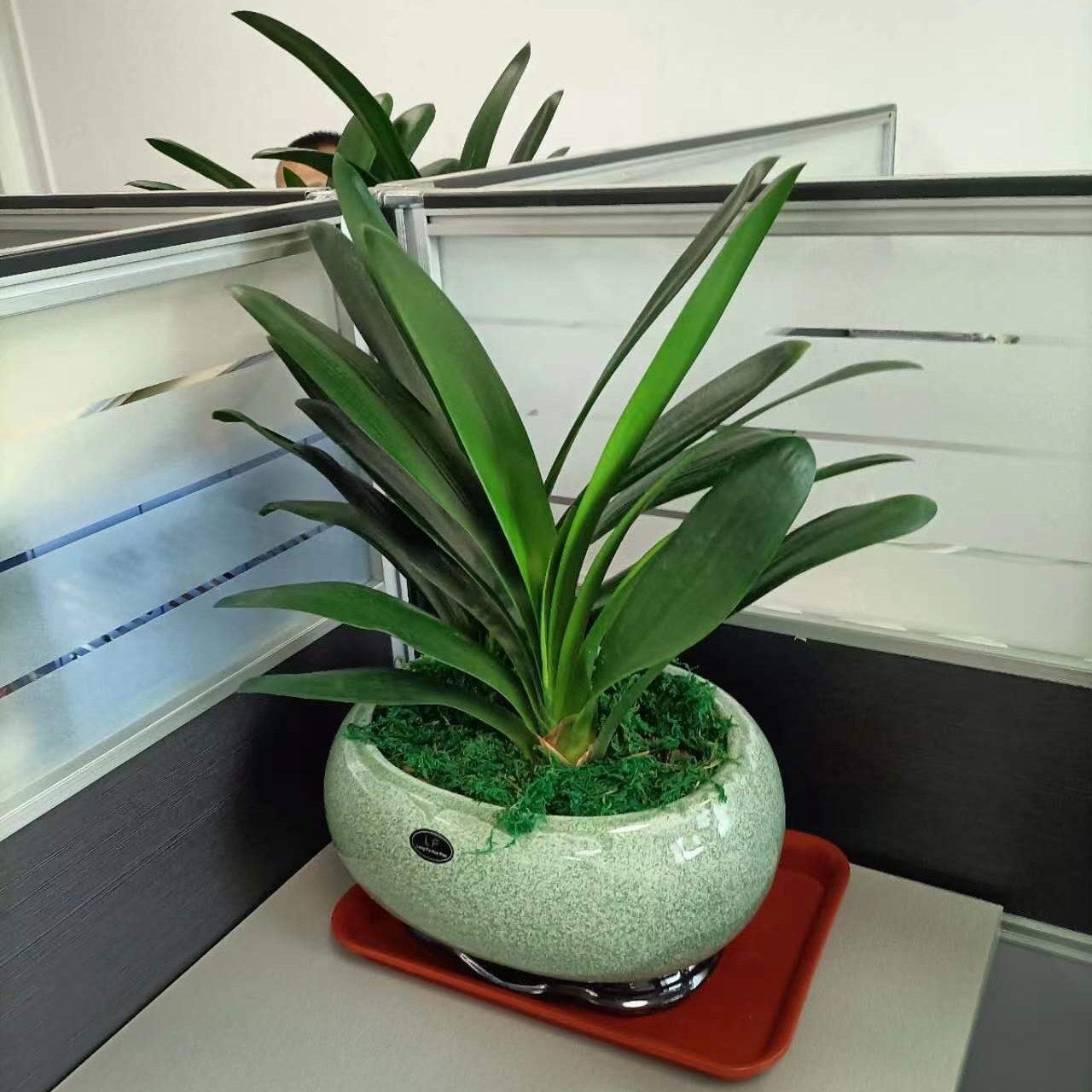 供電局室內(nèi)綠植批發(fā)